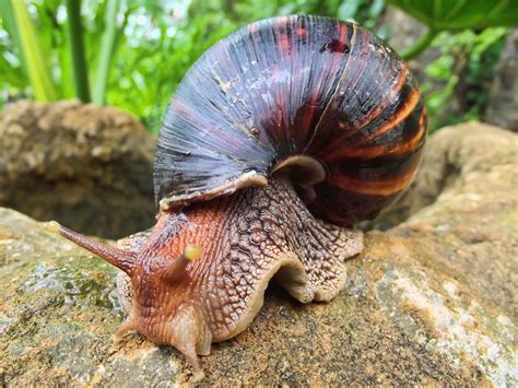 Snail .